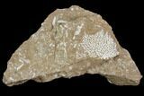 Ordovician Bryozoans (Pachydictya) Plate - Estonia #98014-1